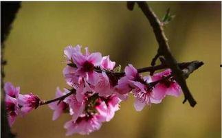 十里桃花汉中今日爆料